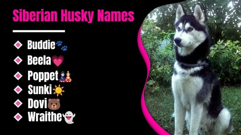 Siberian Husky Names That Will Make You Fall in Love With Your Dog Instantly