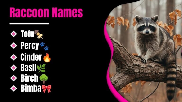 800+ Best Raccoon Names You Will Wish You Found Sooner Cute Funny Unique And Absolutely Brilliant Ideas