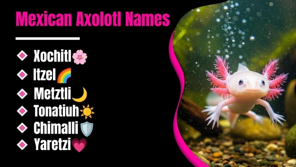 Mexican Axolotl Names